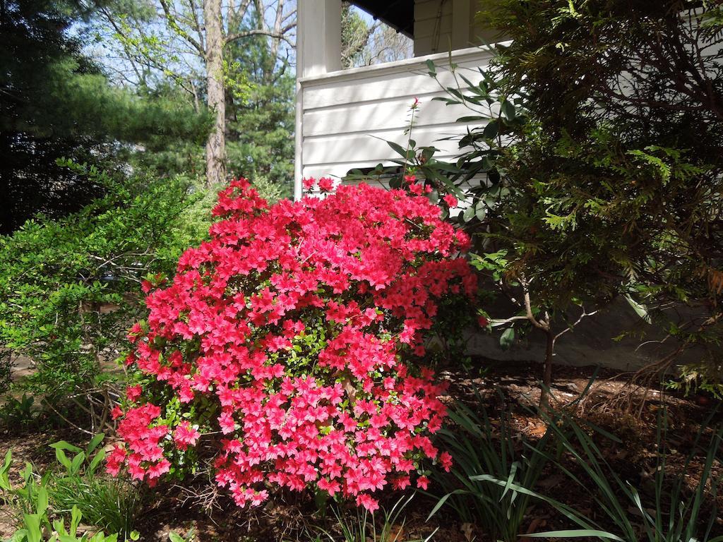 Oakland Cottage Bed And Breakfast Asheville Exterior foto